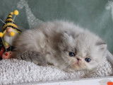 À réserver : 3 chatons Persans LOOF