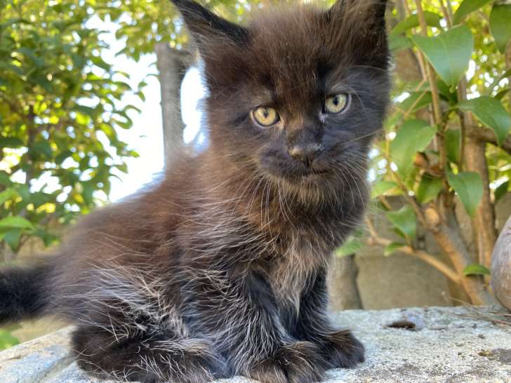 2 chatons Maine Coons inscrits au LOOF, à réserver