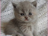 2 chatons British Longhair et Shorthair LOOF, à réserver