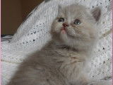 2 chatons British Longhair et Shorthair LOOF, à réserver