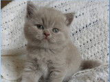 2 chatons British Longhair et Shorthair LOOF, à réserver