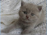 2 chatons British Longhair et Shorthair LOOF, à réserver