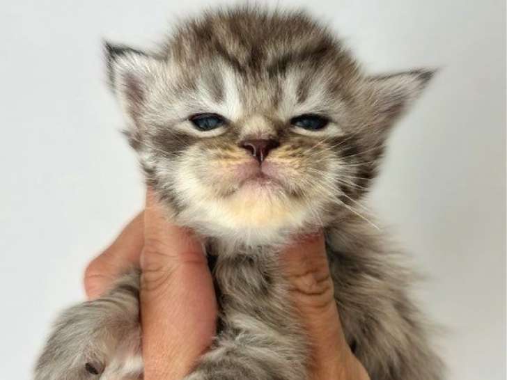 4 chatons Maine Coons LOOF disponibles à la réservation