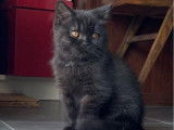 &Agrave; vendre, un chaton British Shorthair LOOF
