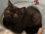 &Agrave; vendre, un chaton British Shorthair LOOF