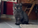 &Agrave; vendre, un chaton British Shorthair LOOF