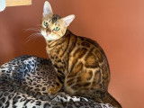 À vendre : une chatte Bengal LOOF