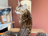 À vendre : une chatte Bengal LOOF