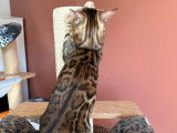 À vendre : une chatte Bengal LOOF