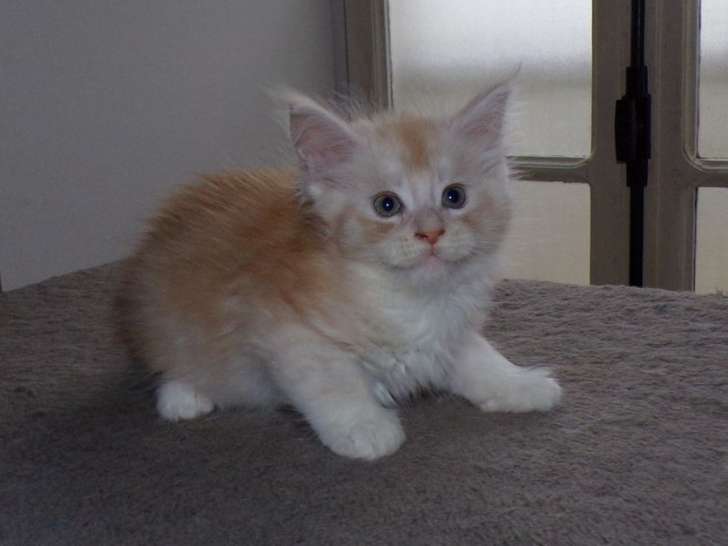 À réserver, 6 chatons mâles Maine Coons inscrits au LOOF