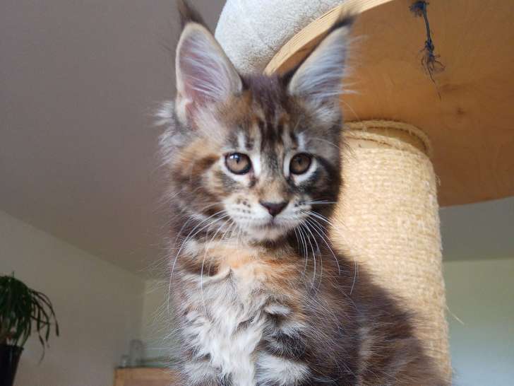2 chatonnes Maine Coons LOOF à réserver
