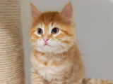 À réserver : 2 chatons Sibériens LOOF