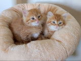À réserver : 2 chatons Sibériens LOOF