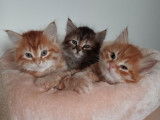 À réserver : 2 chatons Sibériens LOOF