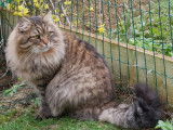 À réserver : 2 chatons Sibériens LOOF