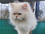 Un chat British Longhair LOOF disponible à la saillie