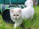 Un chat British Longhair LOOF disponible à la saillie