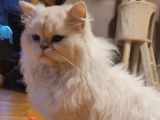 Un chat British Longhair LOOF disponible à la saillie