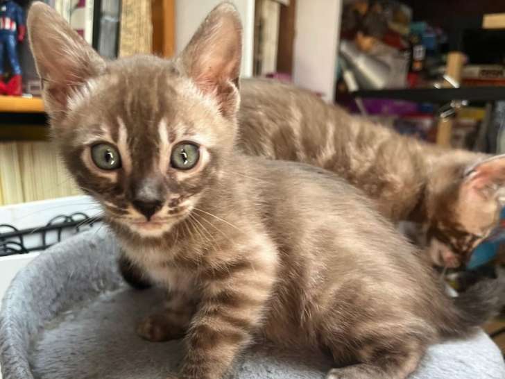 2 chatons Bengals LOOF disponibles à la réservation