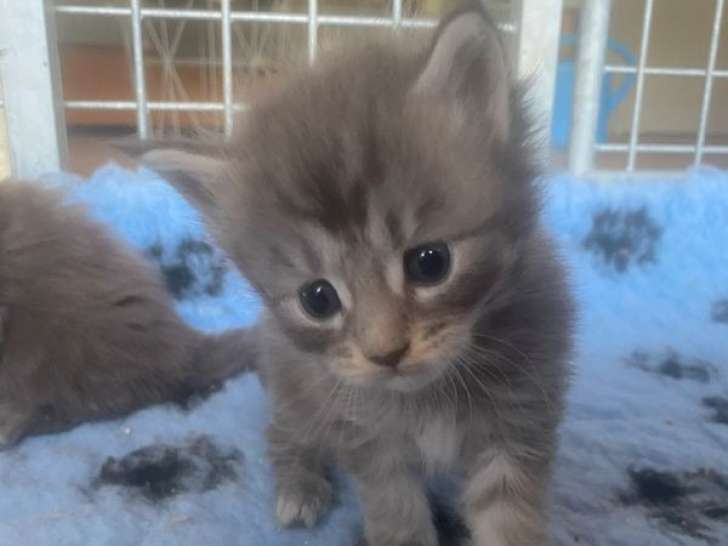 6 chatons femelles Maine Coons LOOF à réserver