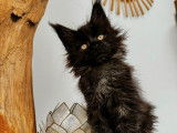 Une chatonne Maine Coon LOOF &agrave; r&eacute;server