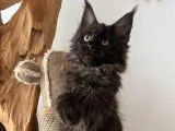 Une chatonne Maine Coon LOOF &agrave; r&eacute;server