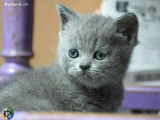 &Agrave; r&eacute;server : un chaton m&acirc;le British Shothair LOOF