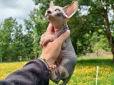2 chatons Sphynx LOOF disponibles à la réservation
