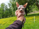 2 chatons Sphynx LOOF disponibles à la réservation