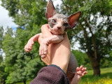 2 chatons Sphynx LOOF disponibles à la réservation