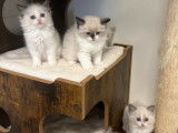 À réserver : 5 chatons Ragdolls LOOF