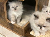 À réserver : 5 chatons Ragdolls LOOF