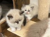 À réserver : 5 chatons Ragdolls LOOF