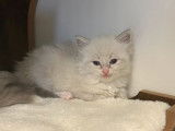 À réserver : 5 chatons Ragdolls LOOF
