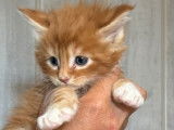 À réserver : 4 chatons Maine Coons LOOF