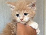 À réserver : 4 chatons Maine Coons LOOF