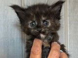 À réserver : 4 chatons Maine Coons LOOF