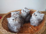 Chaton Persan LOOF à vendre