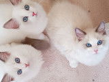 Chatons Ragdoll LOOF &agrave; vendre