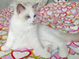 Chatons Ragdoll LOOF &agrave; vendre