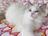 Chatons Ragdoll LOOF &agrave; vendre