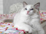 Chatons Ragdoll LOOF &agrave; vendre
