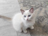 Chatons Ragdoll LOOF &agrave; vendre