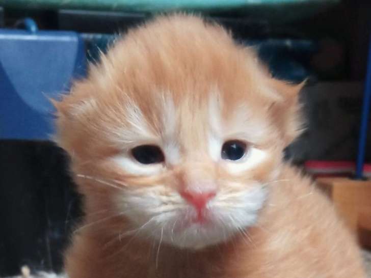 À réserver : 4 chatons Maine Coons LOOF