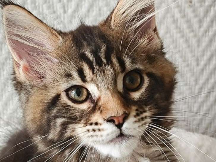 À vendre : 1 chaton femelle Maine Coon LOOF