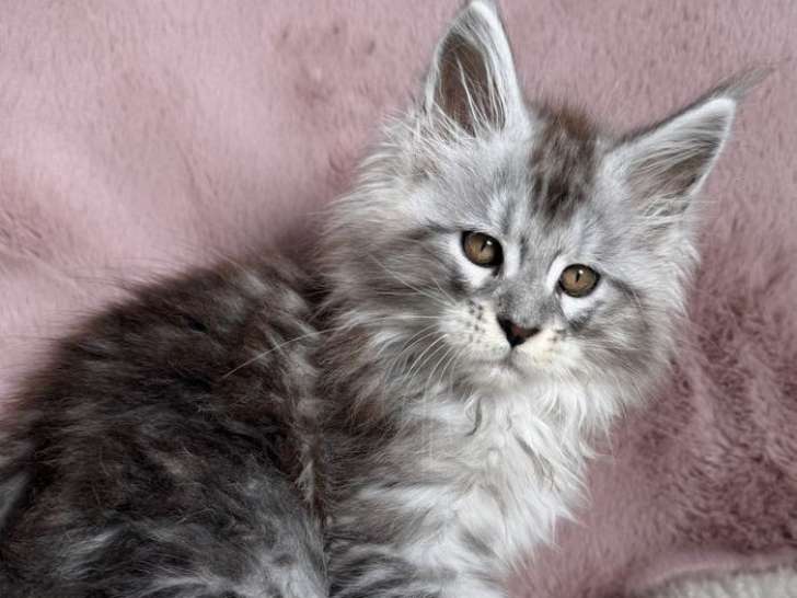 À vendre : 8 chatons Maine Coons LOOF