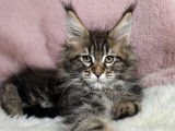 À vendre : 8 chatons Maine Coons LOOF