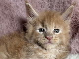 À vendre : 8 chatons Maine Coons LOOF