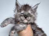 À vendre : 8 chatons Maine Coons LOOF