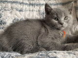 À réserver, 4 chatons femelles Chartreux LOOF